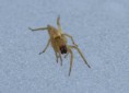 /album/clubionidae/clubiona-sp-jpg1/
